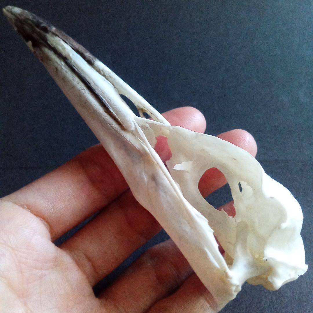 アオサギ　鷺　頭部　頭骨　スカル　極美麗標本