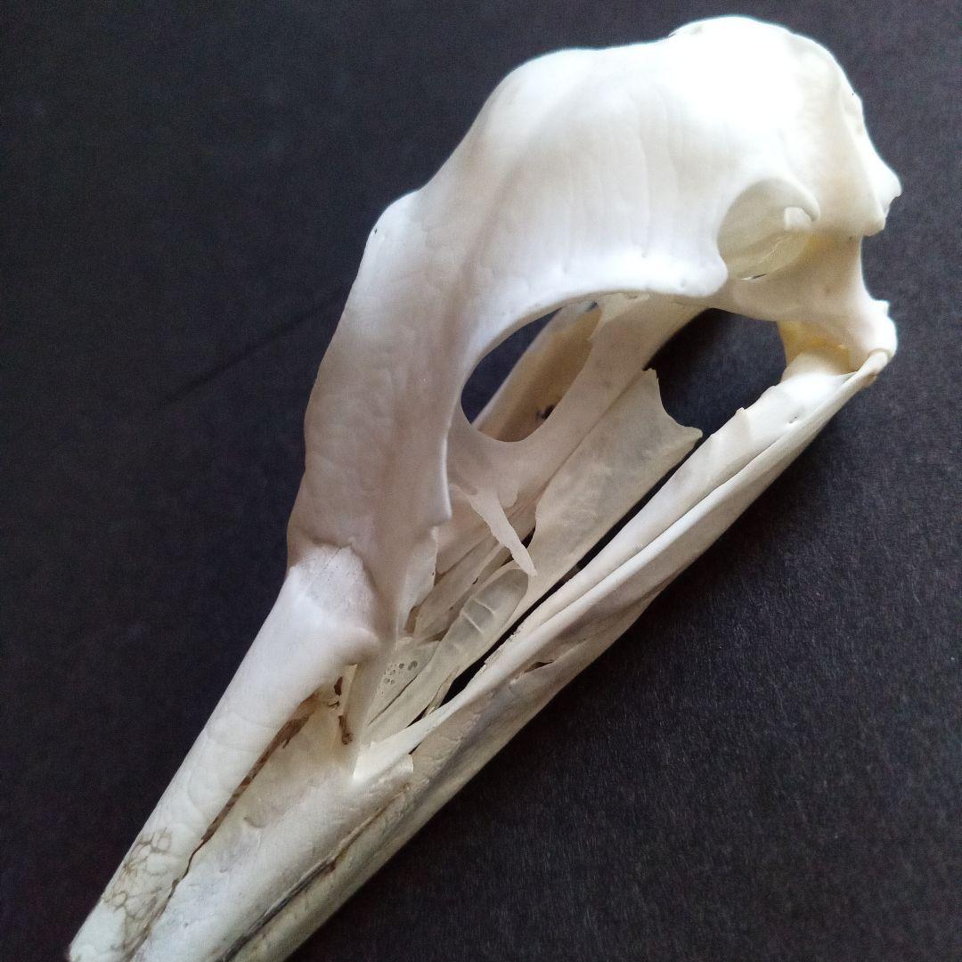 アオサギ　鷺　頭部　頭骨　スカル　極美麗標本