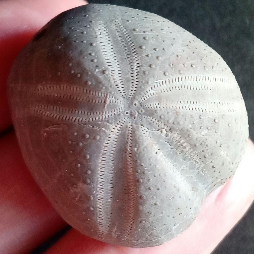 ウニ化石　ブンブク　30mm　極美麗　MAXIMUM　希少な標本