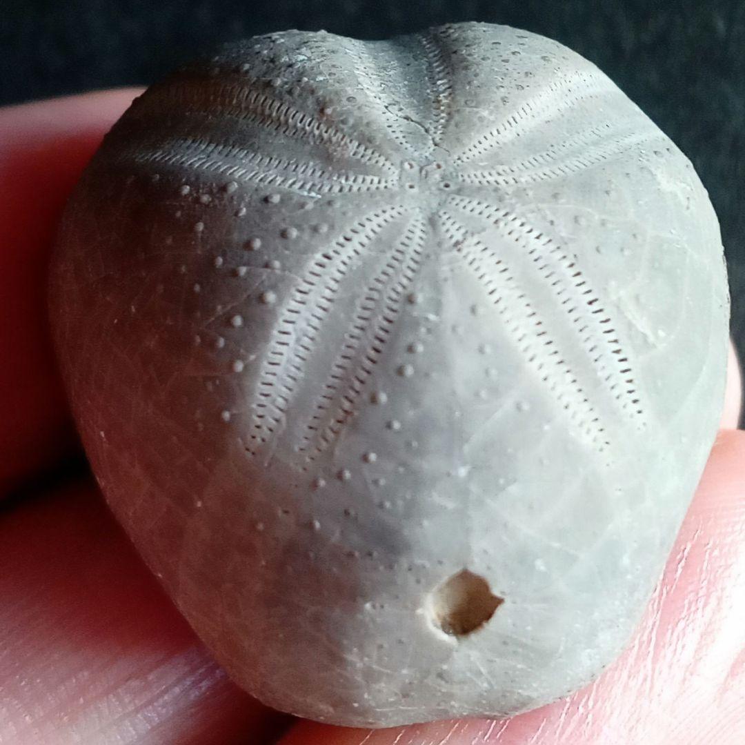 ウニ化石　ブンブク　30mm　極美麗　MAXIMUM　希少な標本