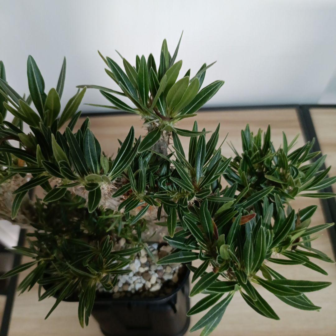 綴化　パキポディウム　グラキリス　特大　良型