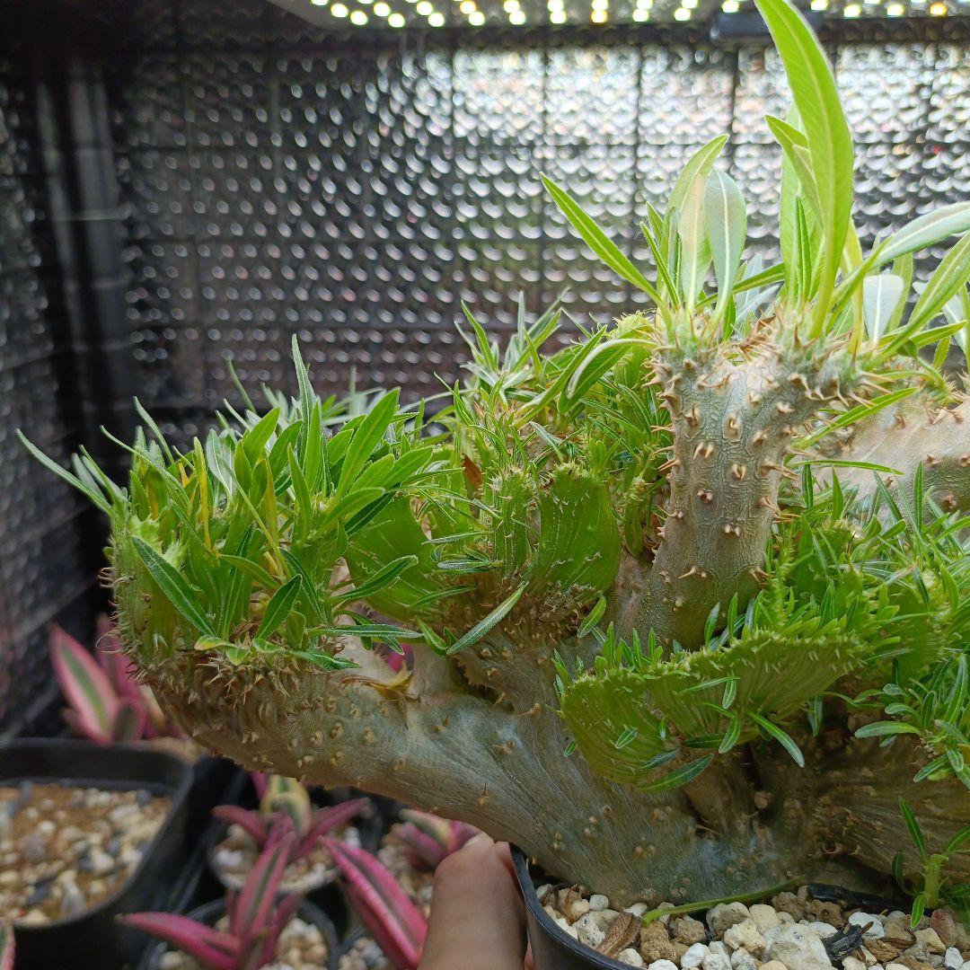 綴化　パキポディウム　グラキリス　特大　良型