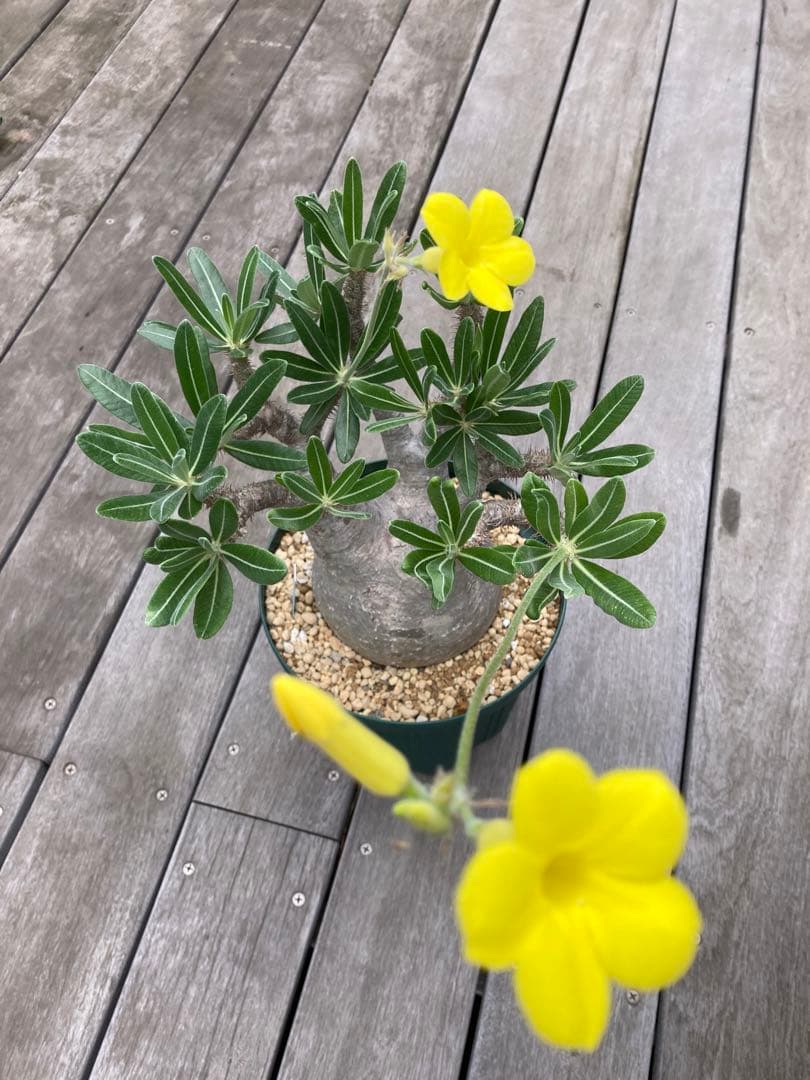 パキポディウム　グラキリス