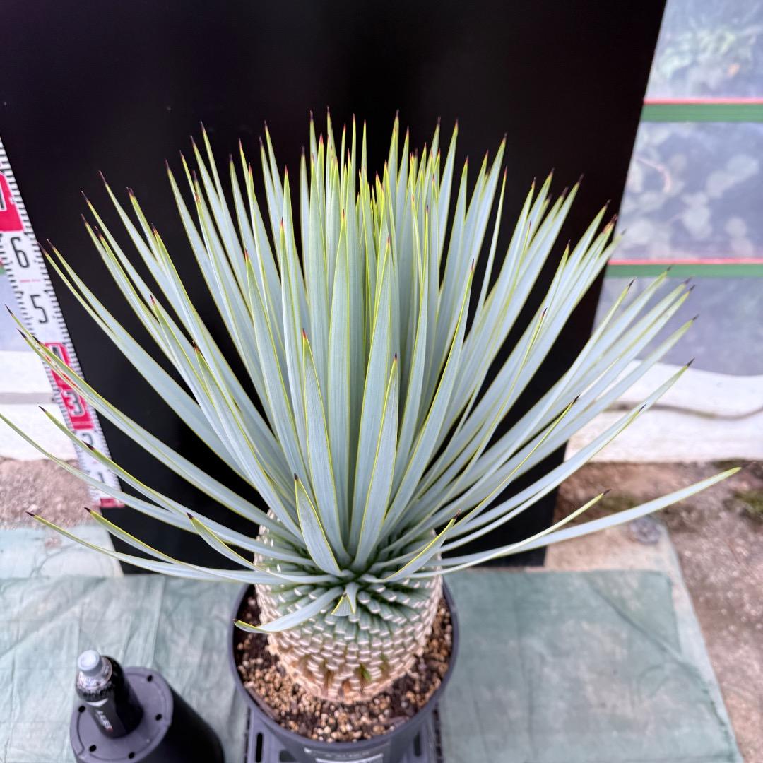 【AL1021】ユッカ　ロストラータ　在庫整理価格