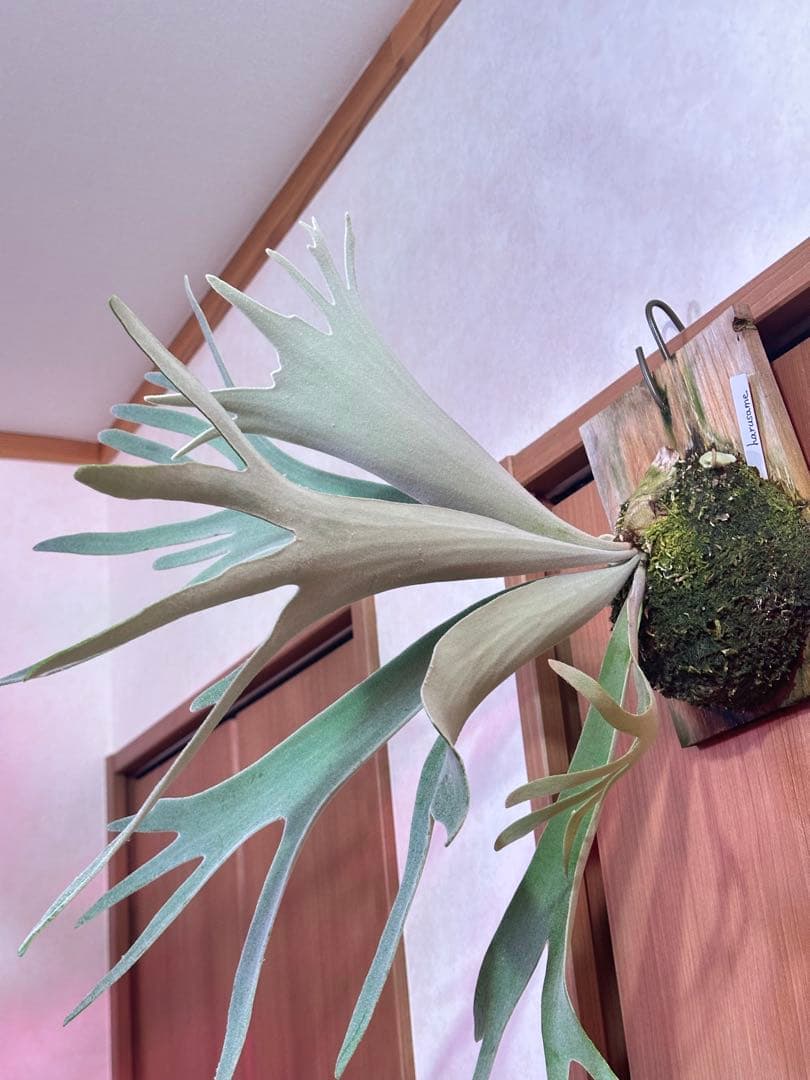 ビカクシダ harusame はるさめ