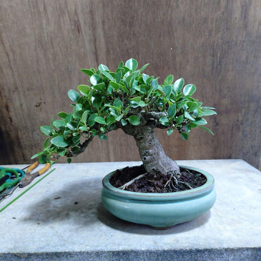 ガジュマル　誠様専門