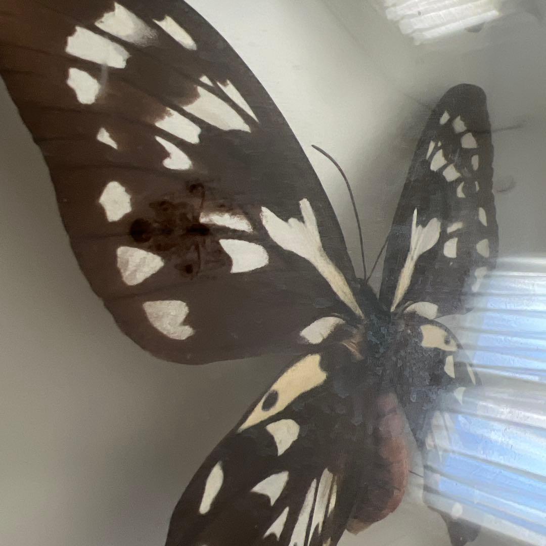 蝶の標本セット(最終値下げ‼️です！お早めに❣️)