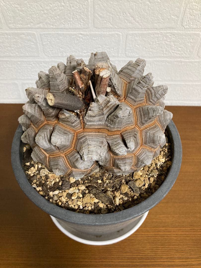 リ*ー様 【極上品】長谷川園芸　亀甲竜1-1