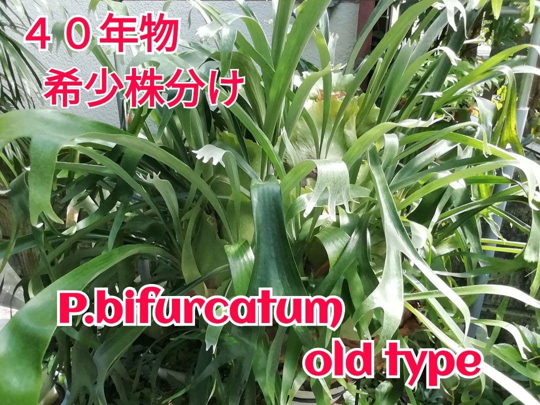 ビカクシダ　希少なビフルカッム　育てやすい大株サイズ