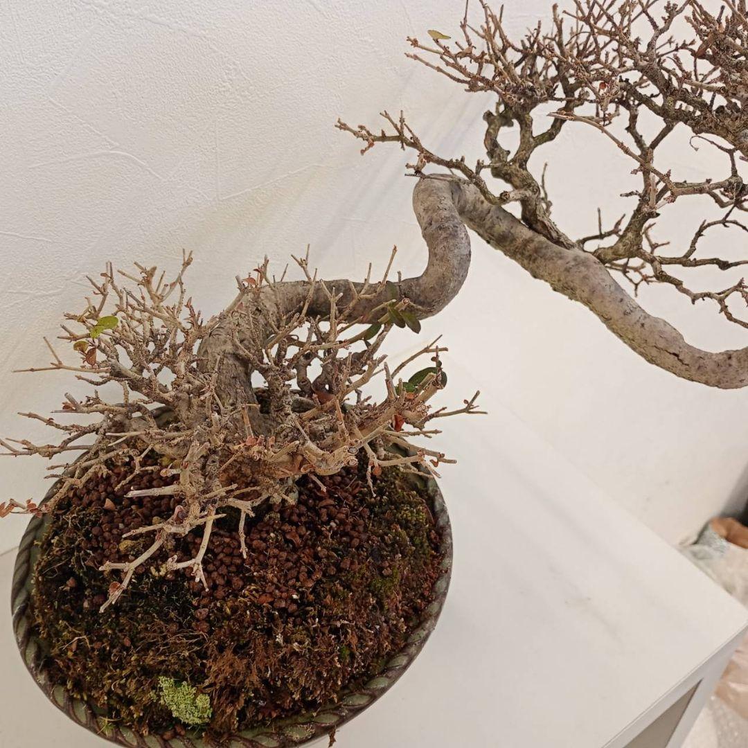 盆栽 イボタ（鉢は古い中国の鉢）樹高鉢底より約35cm