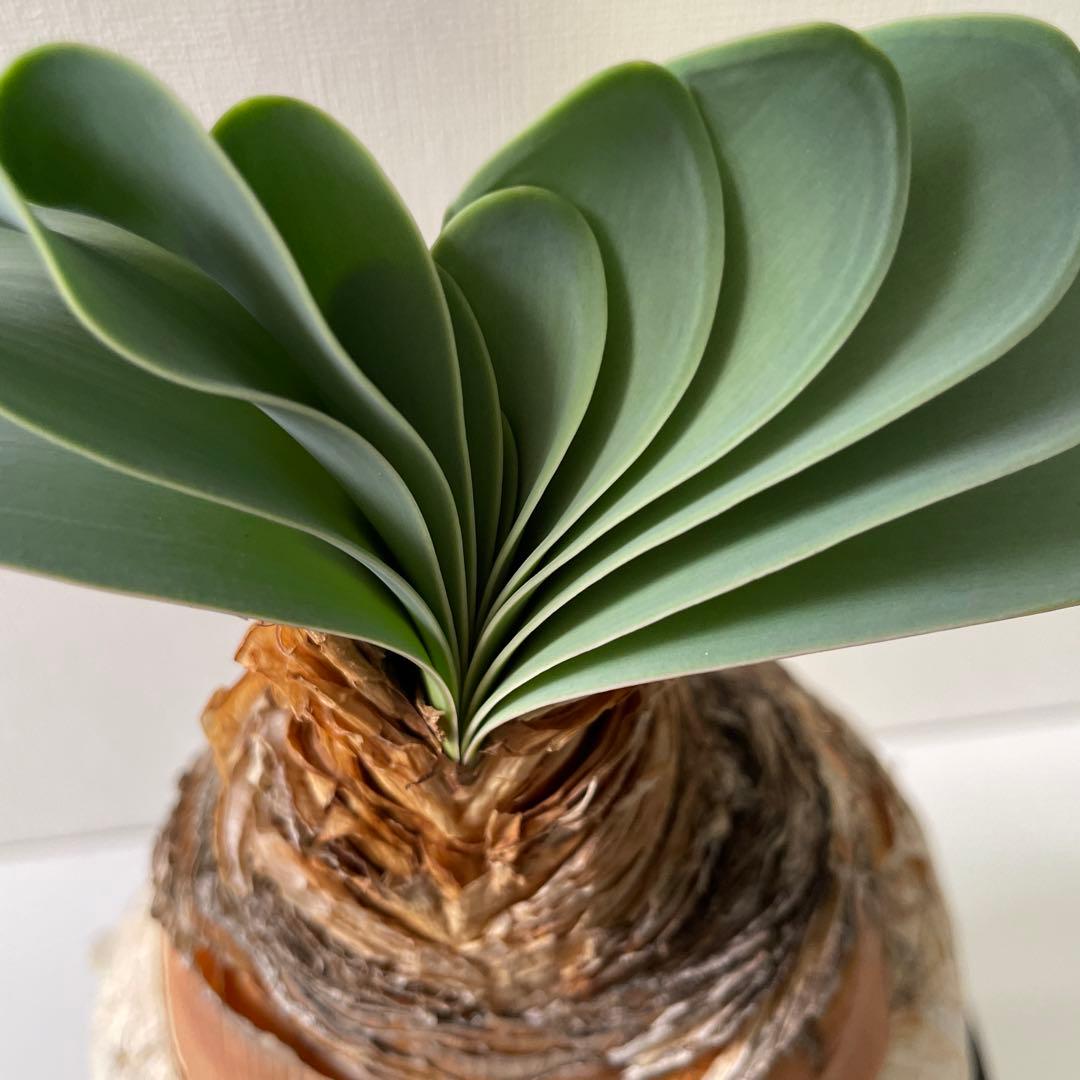 美形　まんまる　ブーファン　ハエマンソイデス　現地球　発根済