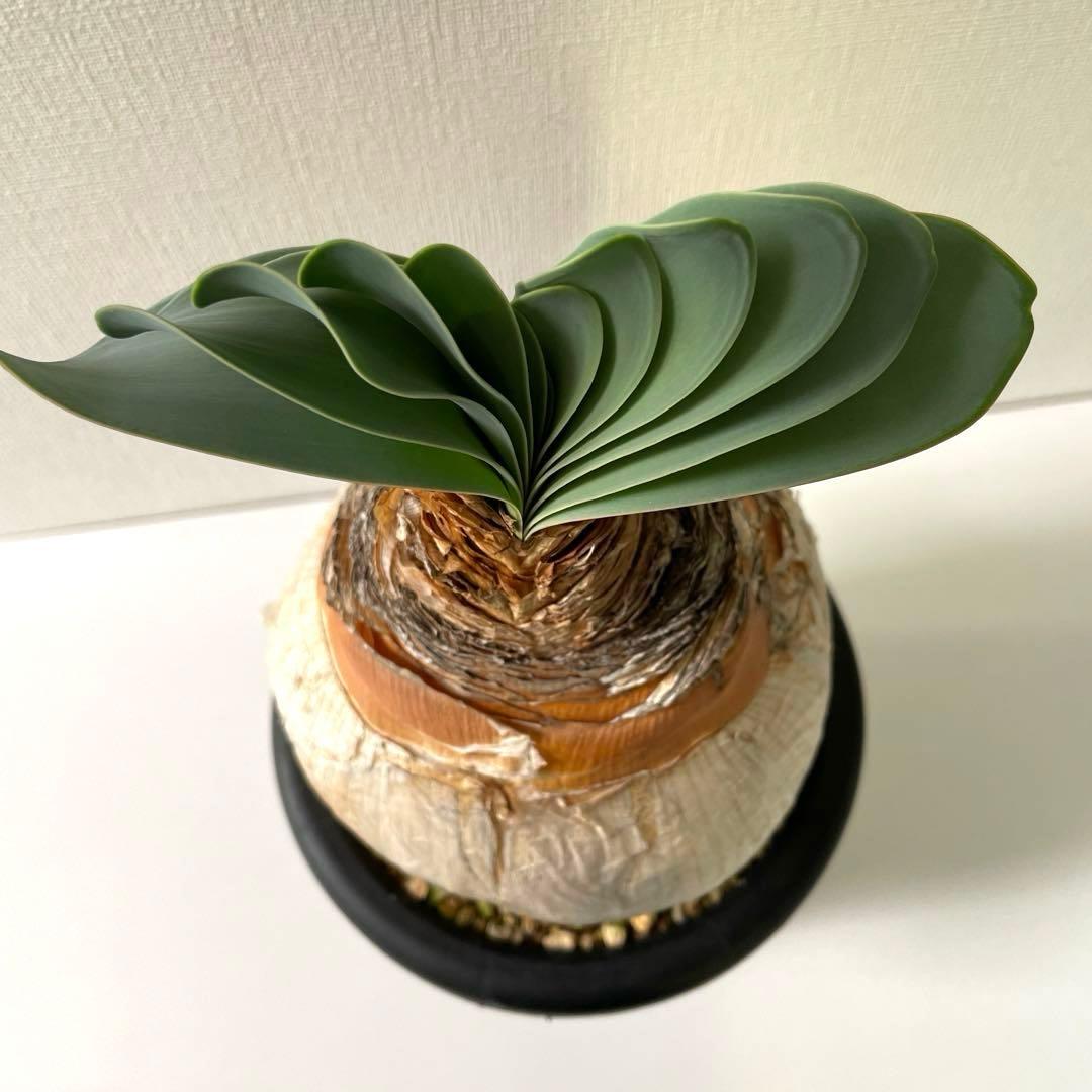 美形　まんまる　ブーファン　ハエマンソイデス　現地球　発根済