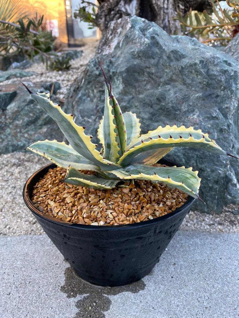 アガベ　リップルエフェクト