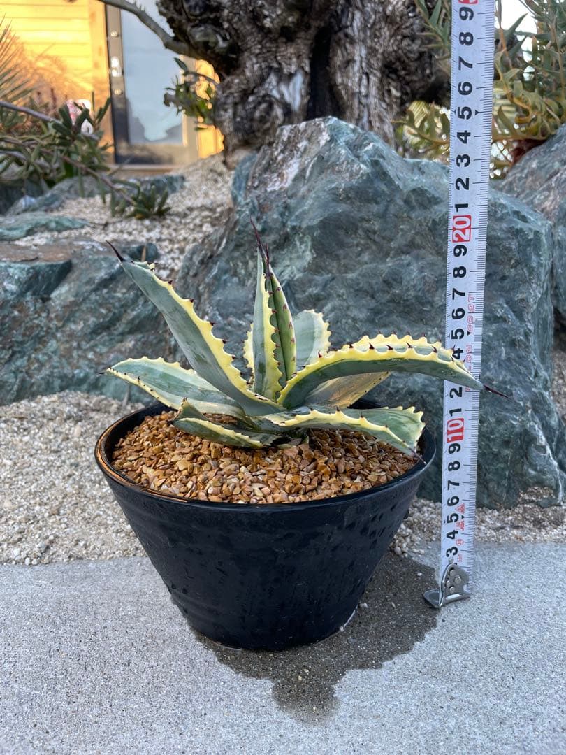 アガベ　リップルエフェクト