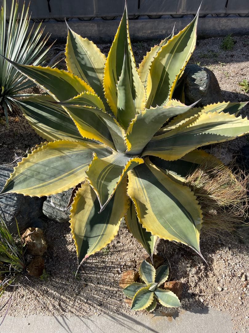 アガベ　リップルエフェクト