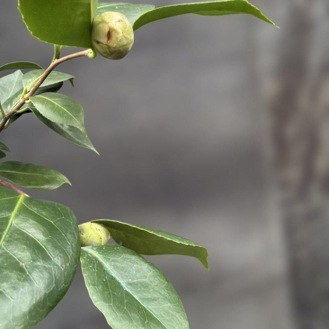 獅子王(ししおう)