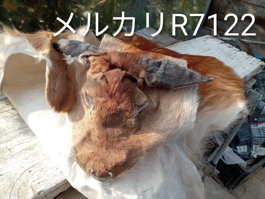 天然　日本鹿　夏毛ラグ