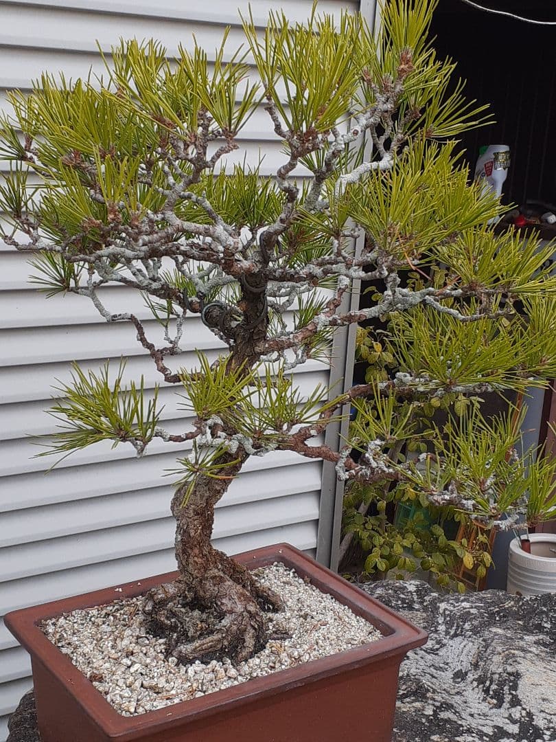 特価黒松　芥屋産