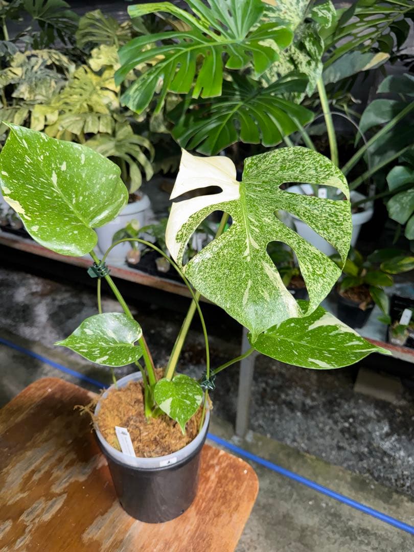 ご*ら様 2-1モンステラ　タイコンステレーション　スターライト