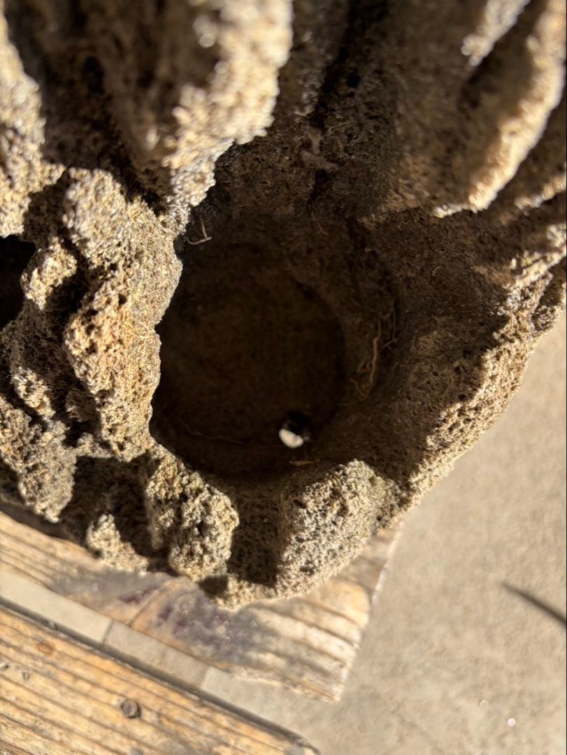 Kevin　雲山石 溶岩石鉢　レイアウト穴7個　水抜き穴あり