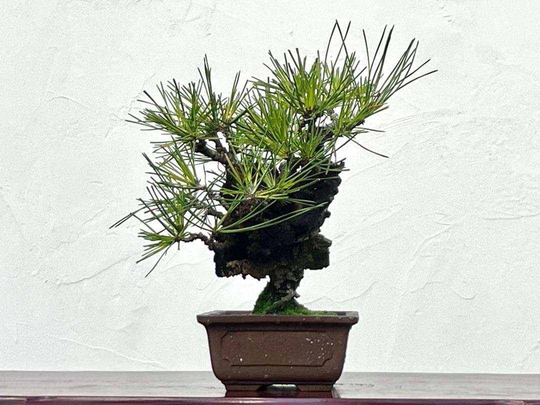 三河盆栽　錦松　盆栽