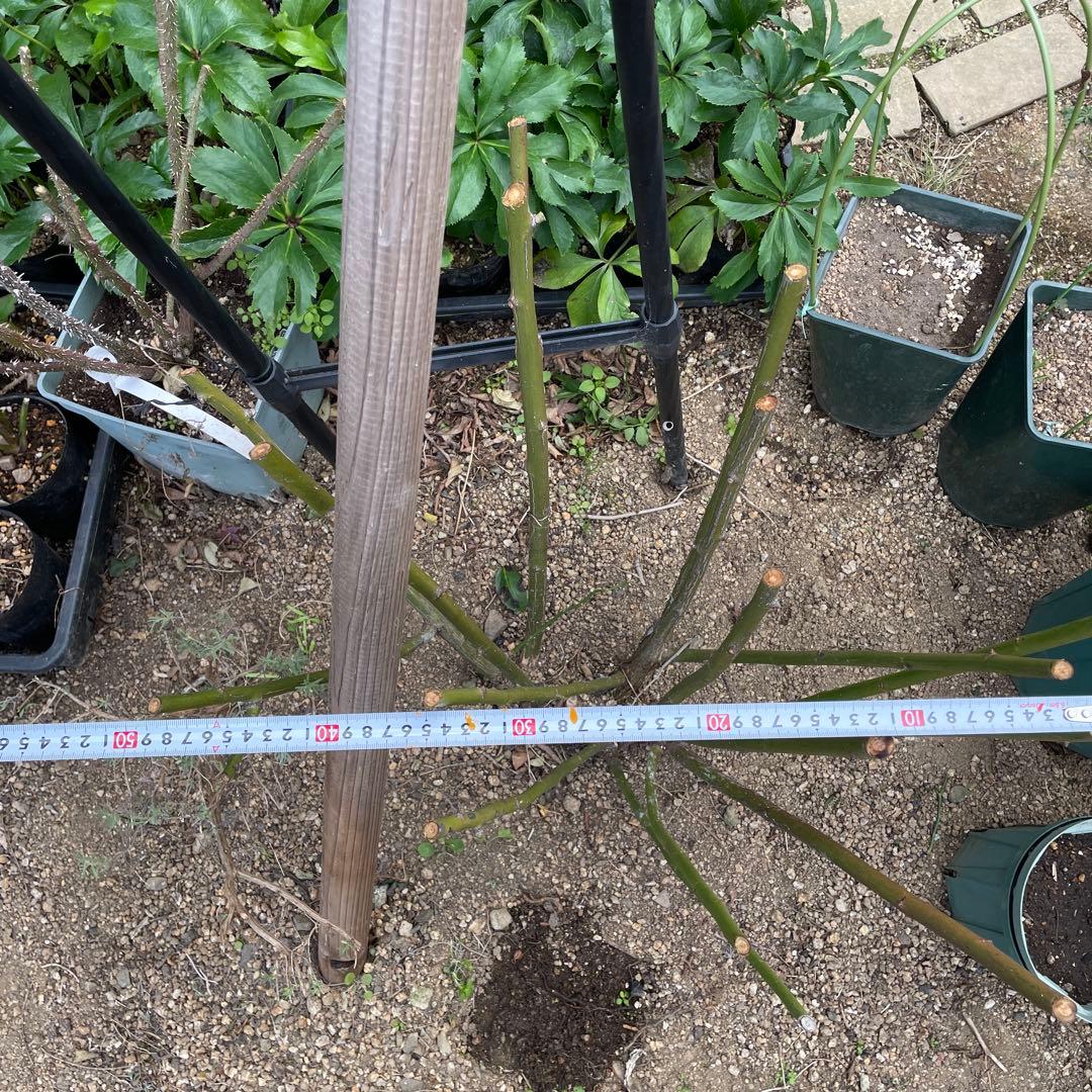 【ピューレッツァ】　苗　バラ