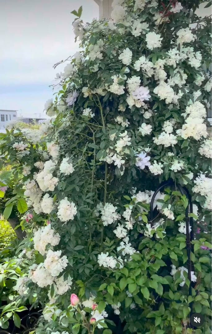 【ピューレッツァ】　苗　バラ