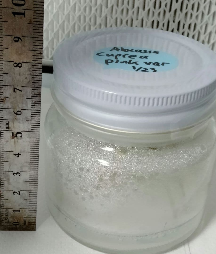 アロカシア クプレア ピンク斑入り Alocasia Cuprea Pink