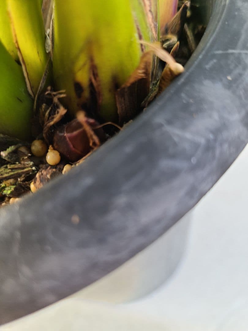 フォアゴットンフルーツ。花芽3個。5鉢セット。蜜蜂誘引蘭。日本蜜蜂。