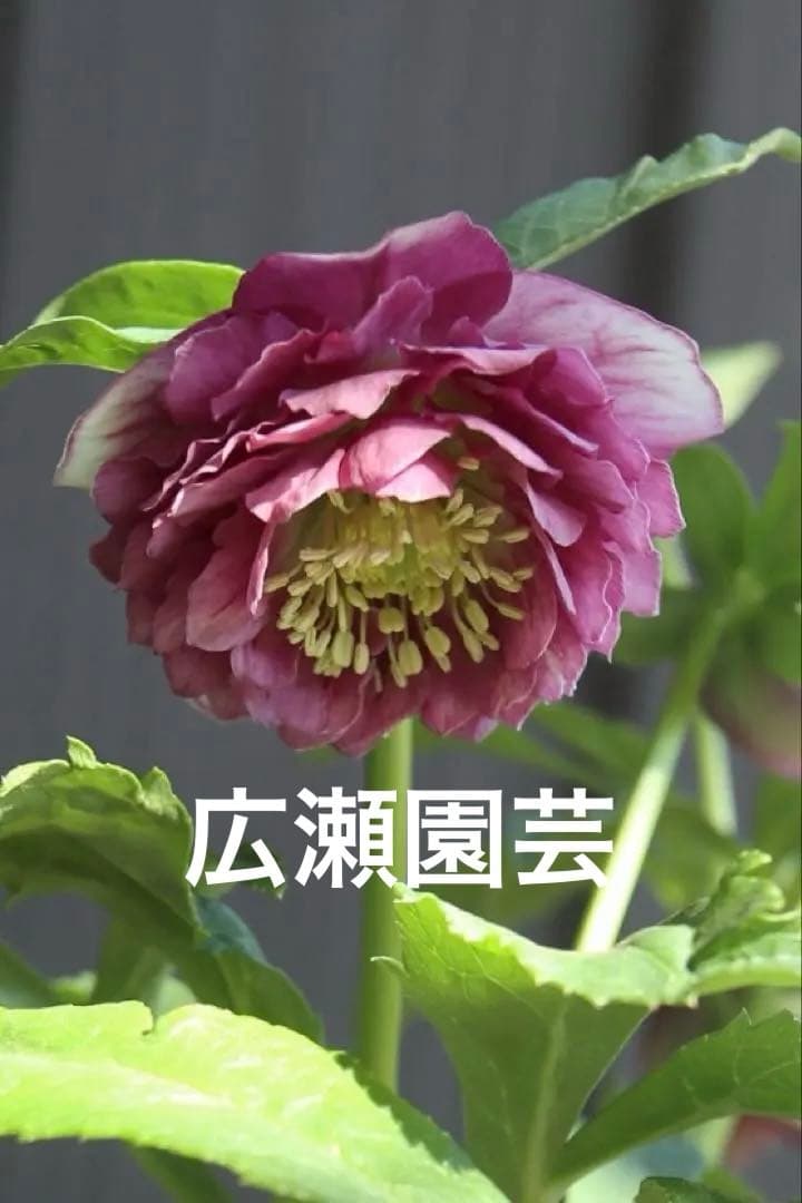 ♡広瀬園芸♡ 充実株　小顔多弁ピンクグラデーション　ソレイユ系