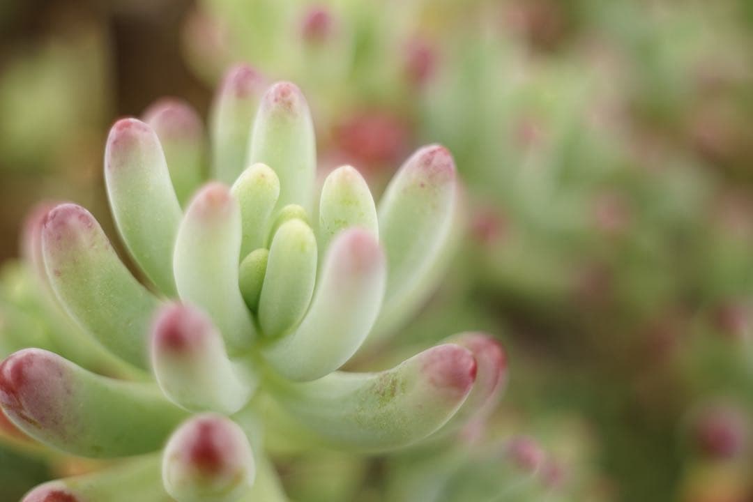 作例付き　ELICAR V-HQ MACRO 55mm F2.8 管mpr