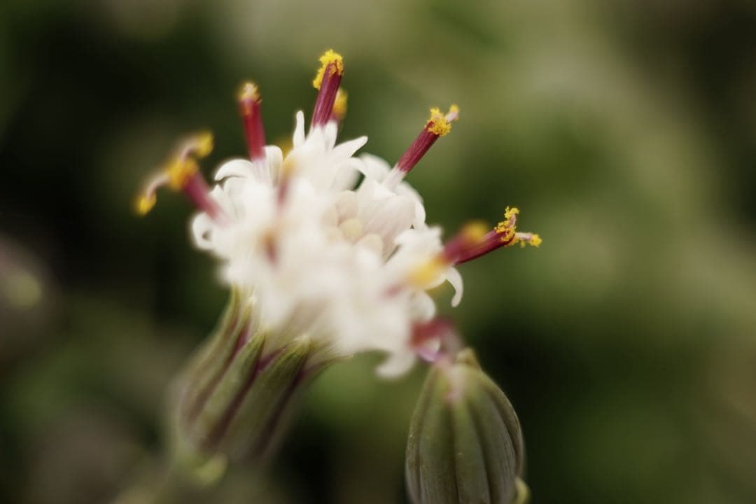 作例付き　ELICAR V-HQ MACRO 55mm F2.8 管mpr