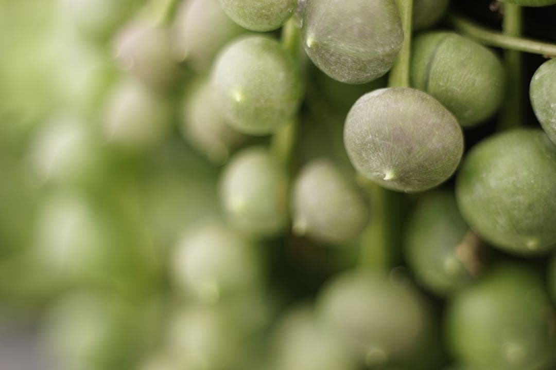 作例付き　ELICAR V-HQ MACRO 55mm F2.8 管mpr