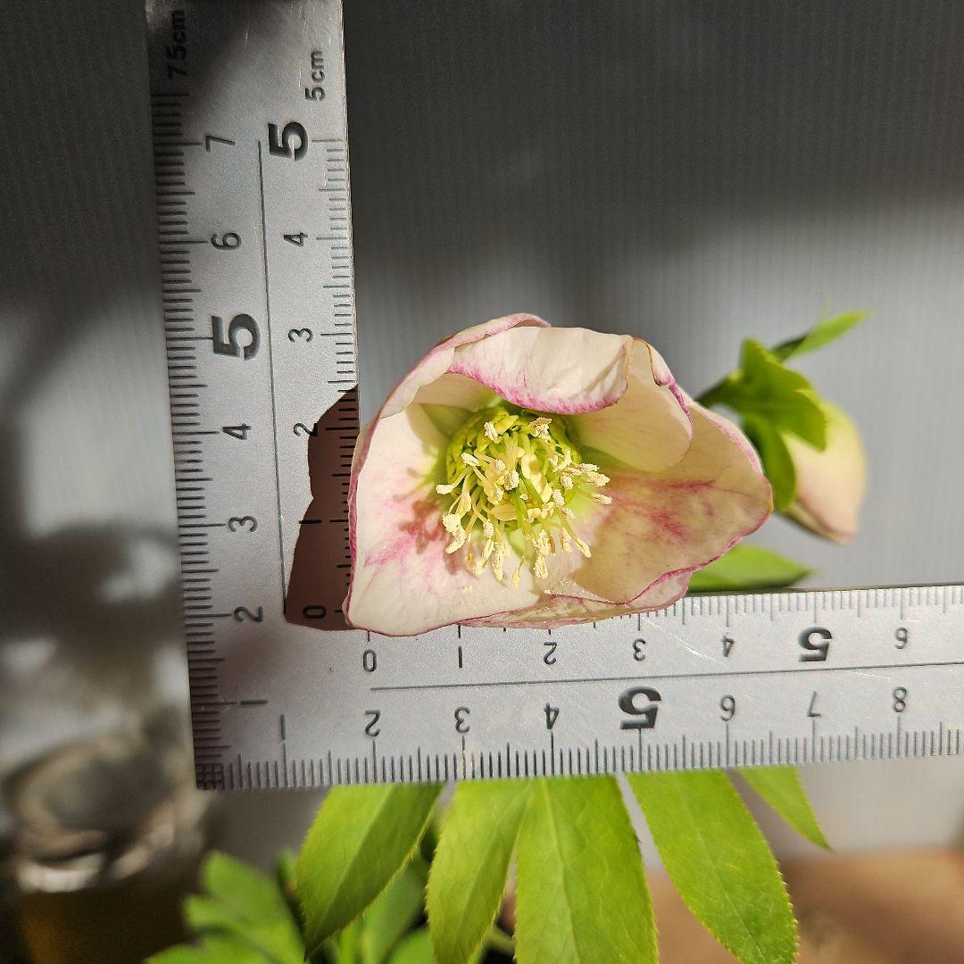 ㉖-337クリスマスローズ