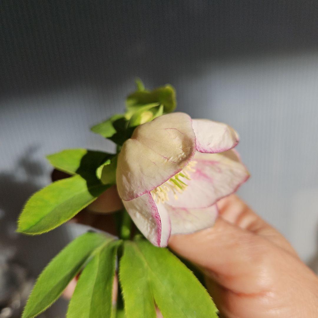 ㉖-337クリスマスローズ