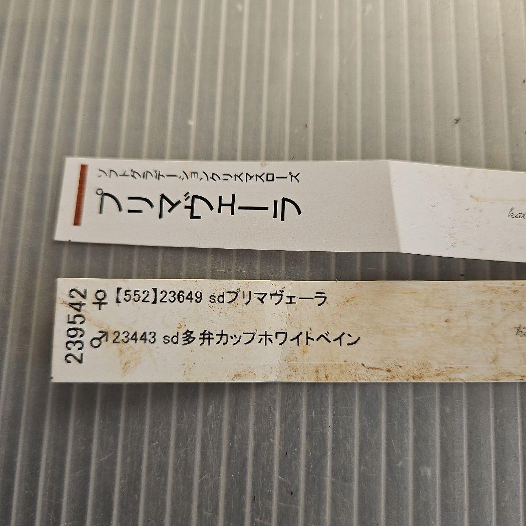 ㉖-337クリスマスローズ