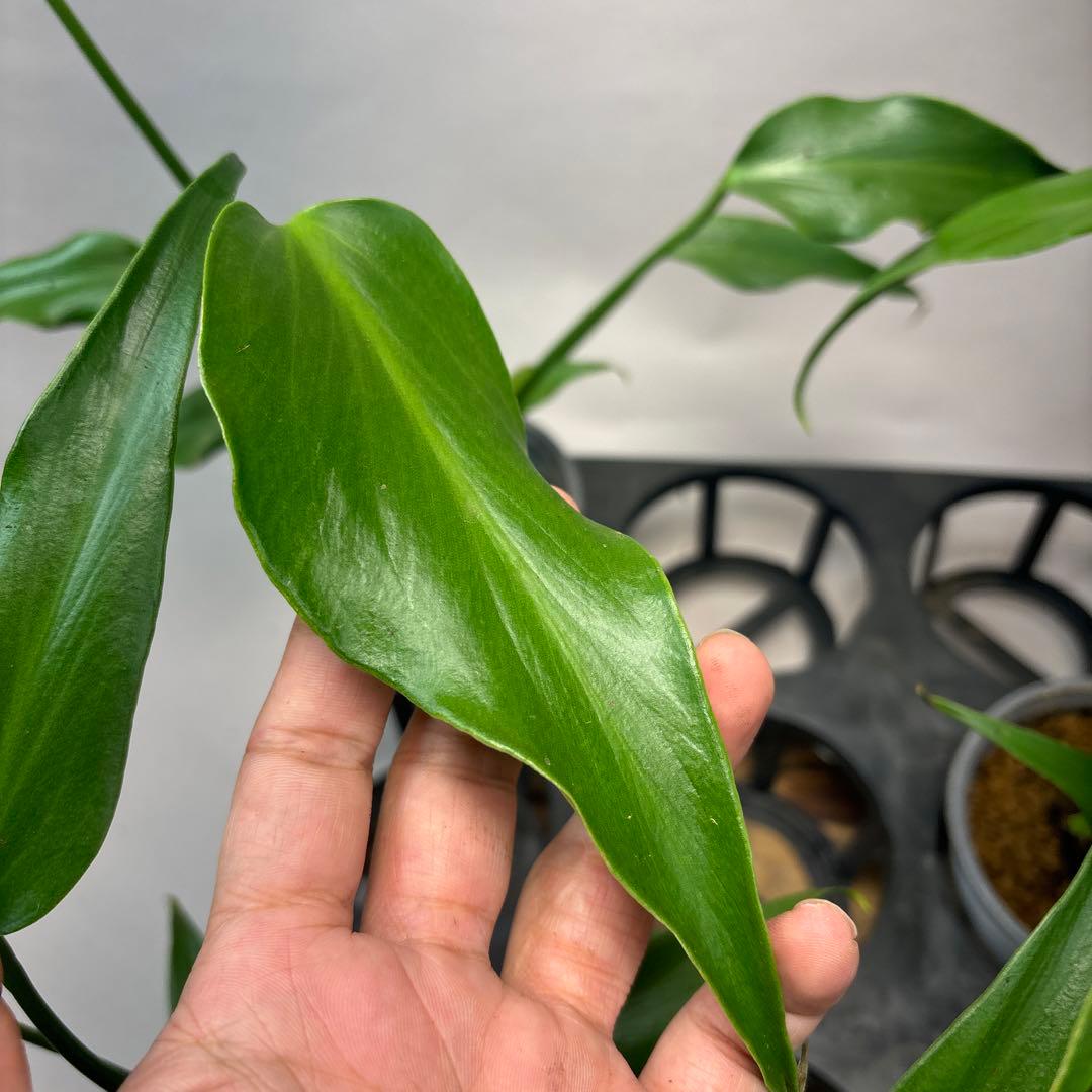 S*T様 5株セットms36モンステラ バールマルクスフレーム