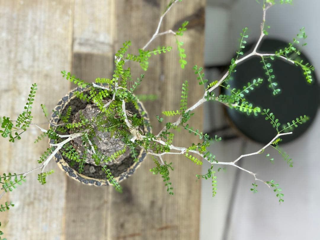 出品終了SALE。丸パキプス【発根済】【ボコ肌】【信楽焼】【作家鉢】