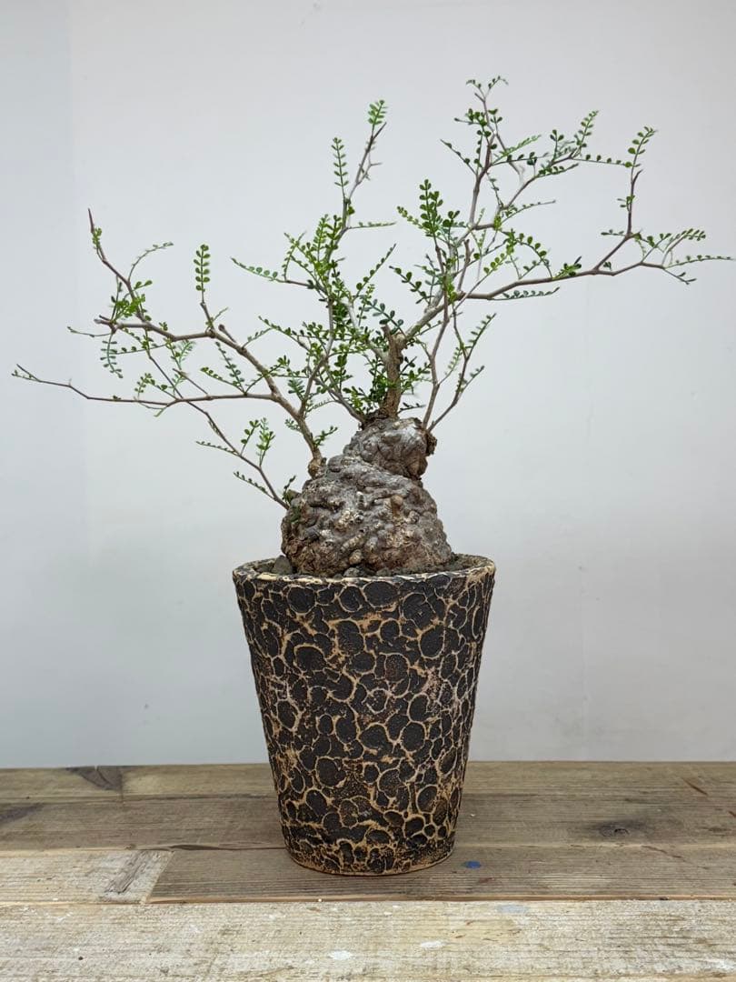 出品終了SALE。丸パキプス【発根済】【ボコ肌】【信楽焼】【作家鉢】