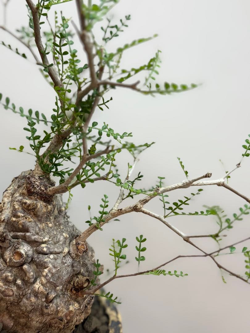 出品終了SALE。丸パキプス【発根済】【ボコ肌】【信楽焼】【作家鉢】