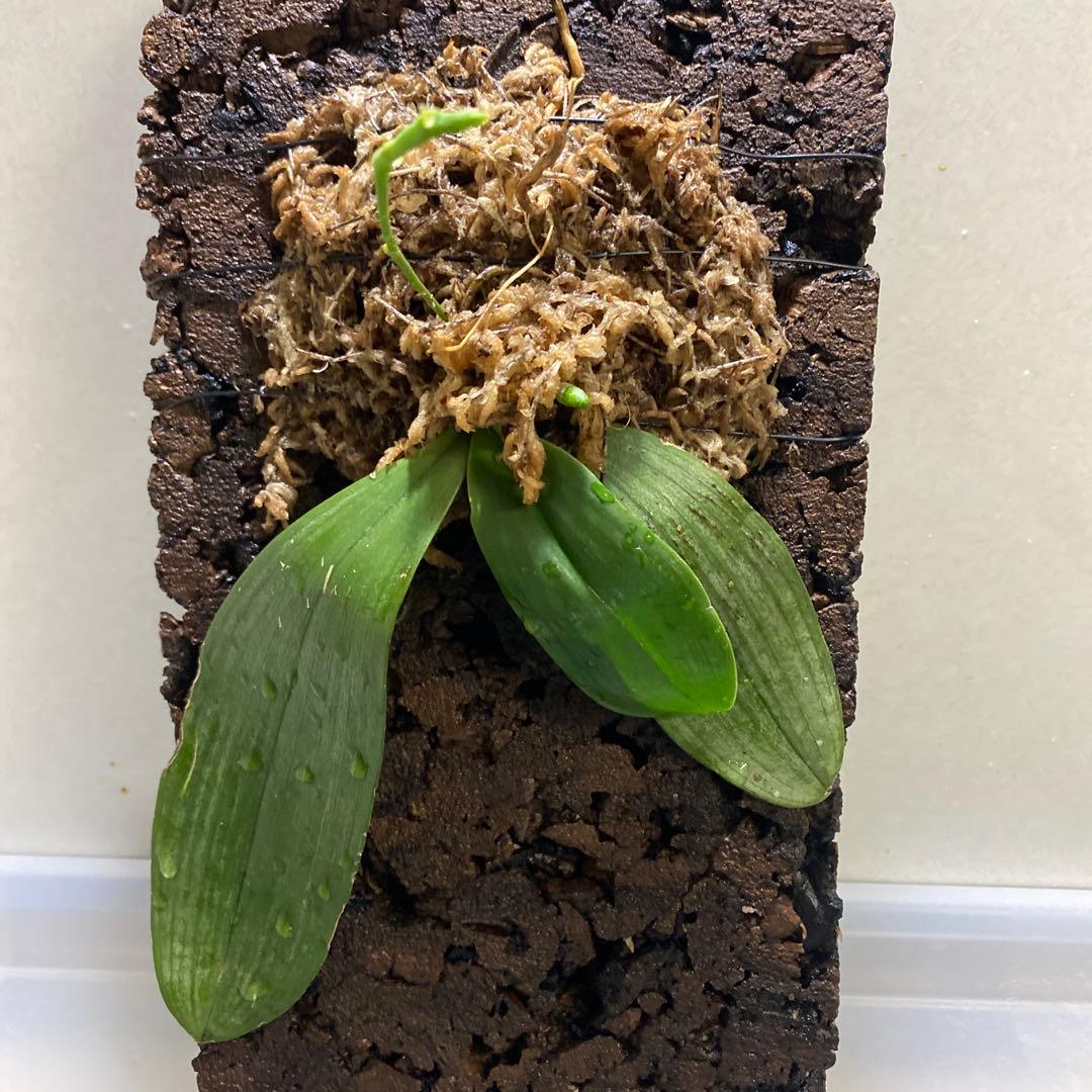 期間限定出品‼️［洋蘭原種］Phal. cochlearis