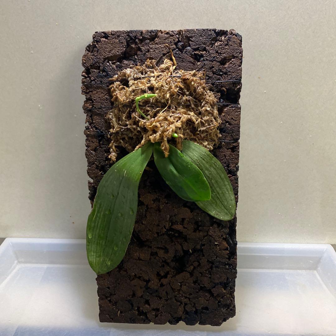 期間限定出品‼️［洋蘭原種］Phal. cochlearis