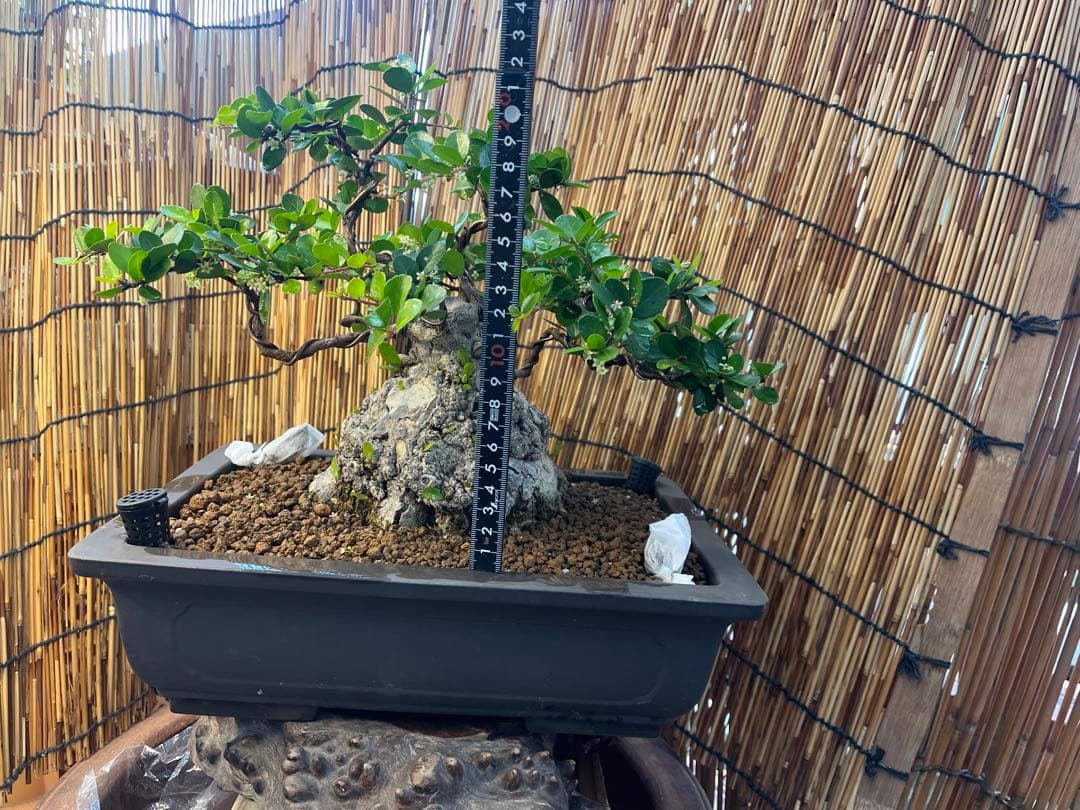 ✨✨✨オキナワハートツリー【ジブリの世界】検/ハリツリマサキ/美株品