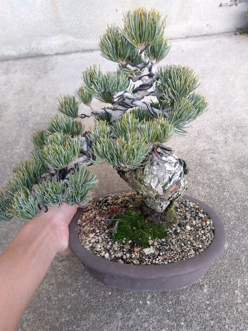 五葉松　盆栽　極太❗良樹形❗8号陶器鉢つき　③