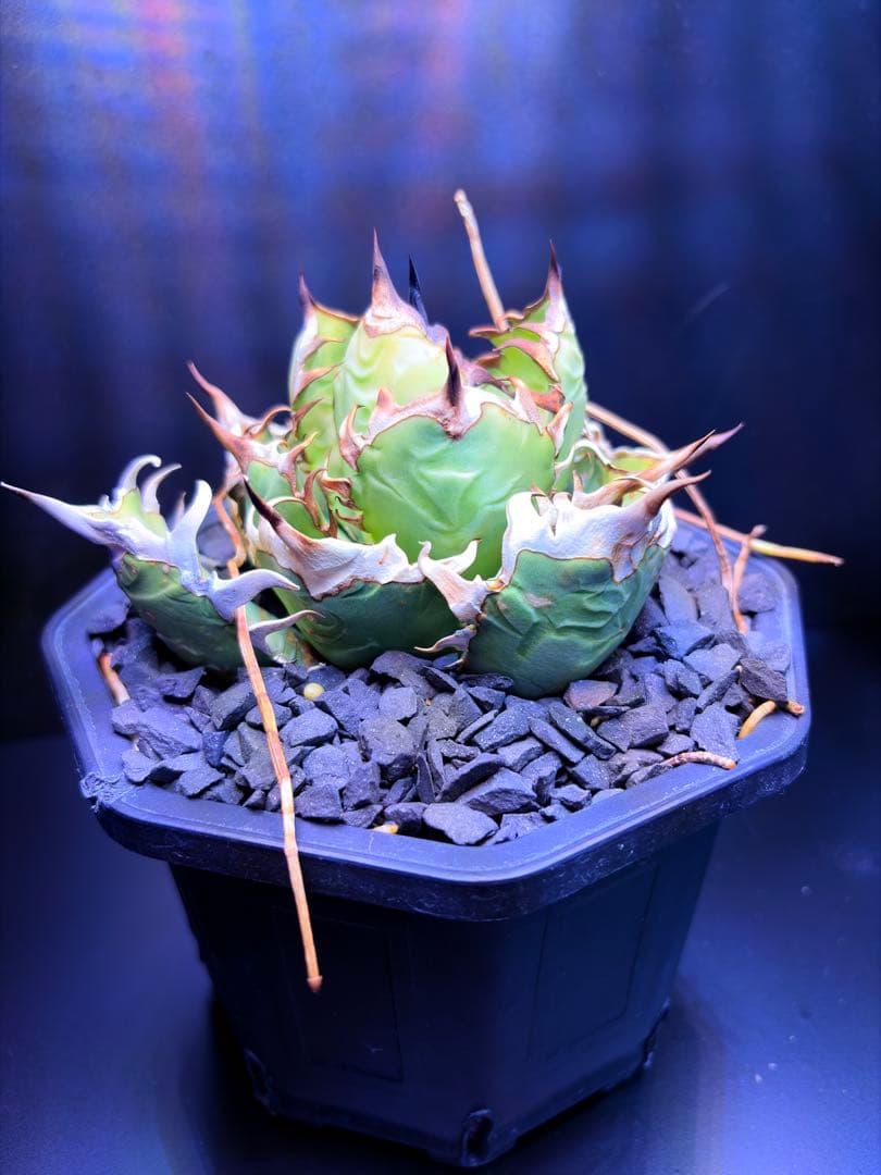 アガベ　オアハカ　オテロイ