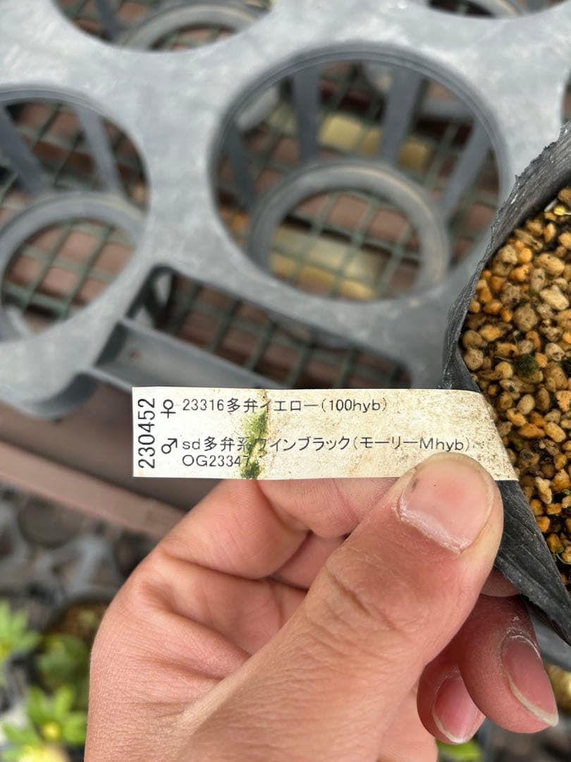 加藤農園 モーリー交配 セミダブル クリスマスローズ 同梱可能