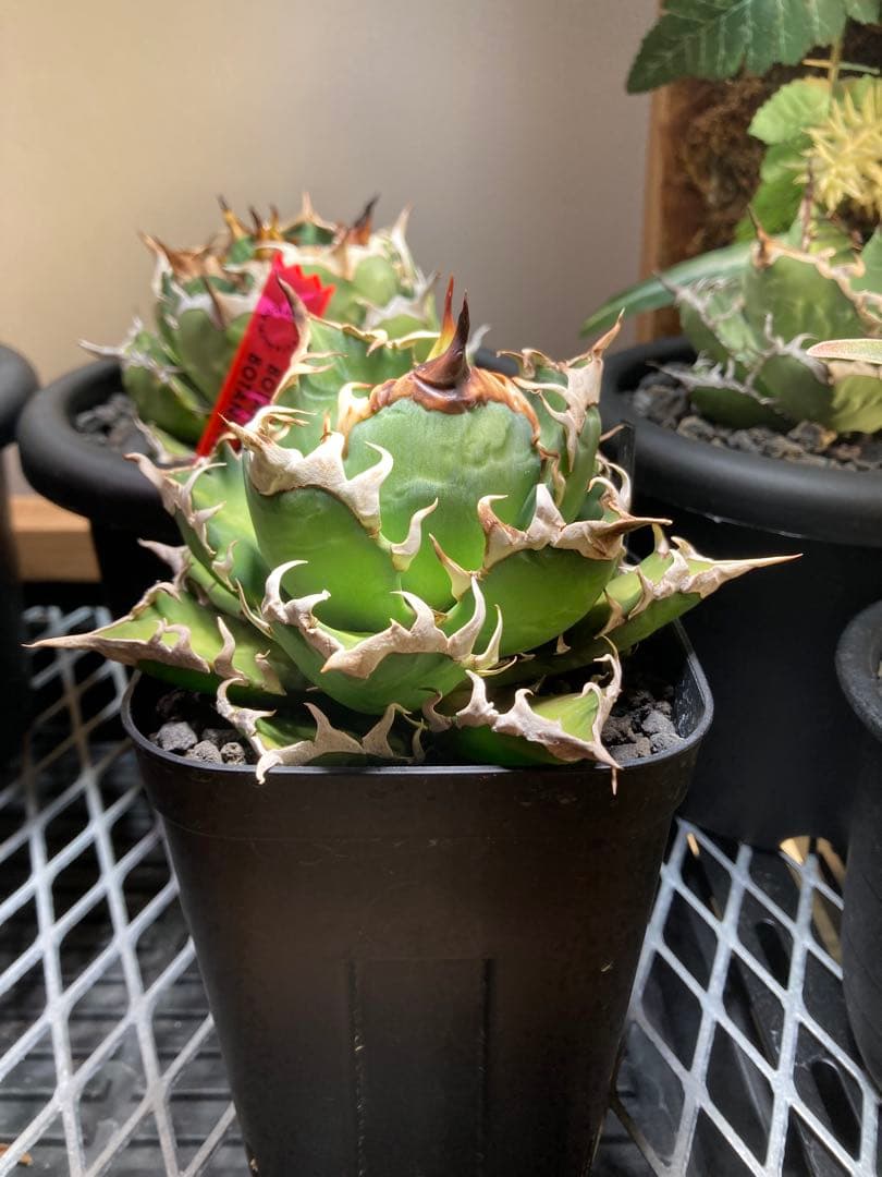 アガベ レッドキャット・スウィーズル