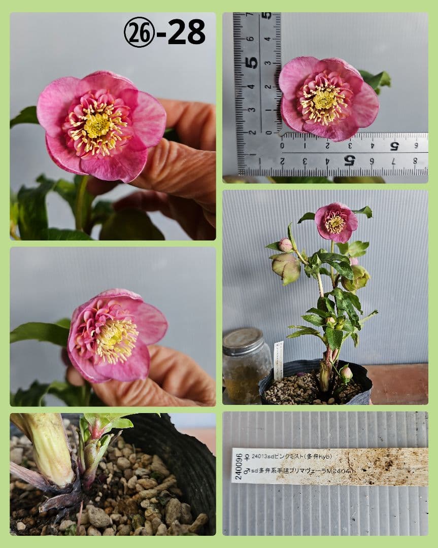 yuko㉖-17㉖-28㉖-35クリスマスローズ