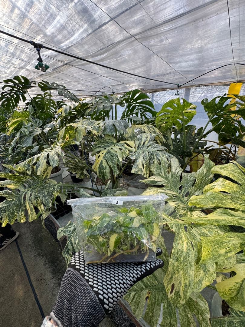 2モンステラ　タイコンステレーション　美斑入り　組織培養苗　30株まとめ