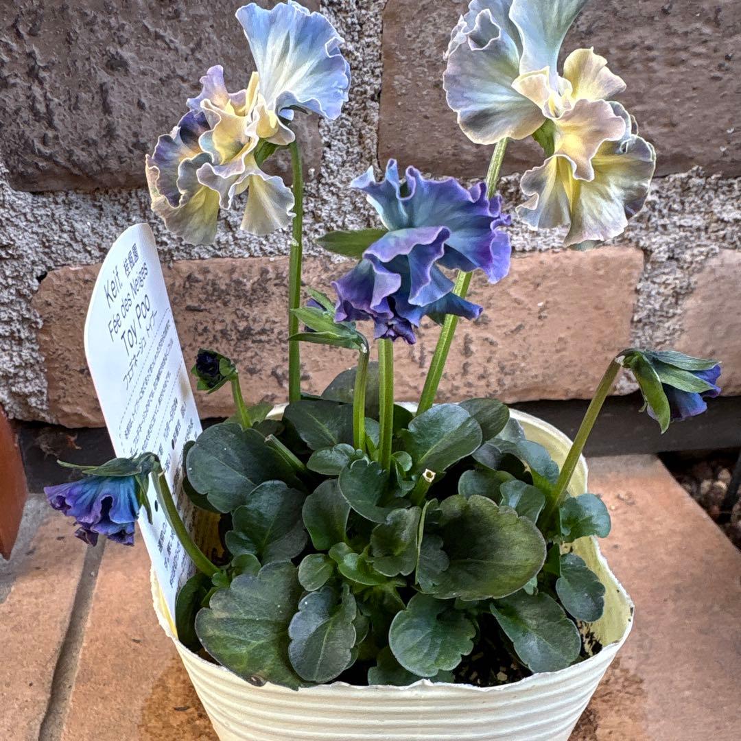 R*U様 フェデネージュ・トイプー1